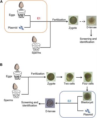 CRISPR/Cas9 System-Mediated Gene Editing in the Fujian Oysters (Crassostrea angulate) by Electroporation